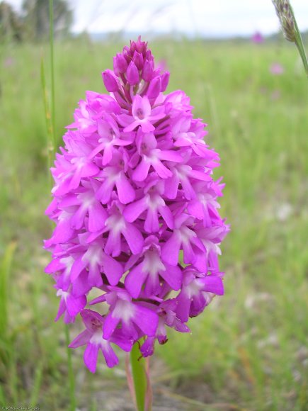 Anacamptis pyramidalis (L.) Rich. Orchydaceae - Orchis pyramidal