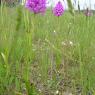 Anacamptis pyramidalis (L.) Rich. Orchydaceae - Orchis pyramidal