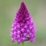 Anacamptis pyramidalis (L.) Rich. Orchidaceae - Orchis pyramidal