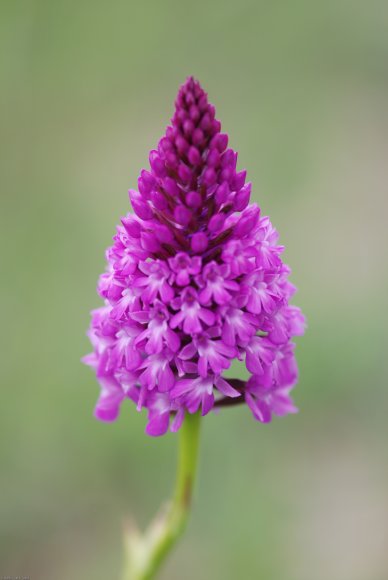 Anacamptis pyramidalis (L.) Rich. Orchidaceae - Orchis pyramidal