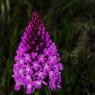 Anacamptis pyramidalis (L.) Rich. Orchidaceae - Orchis pyramidal