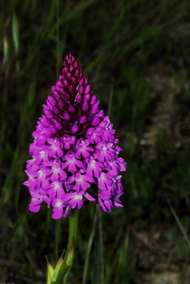 Anacamptis pyramidalis (L.) Rich. Orchidaceae - Orchis pyramidal