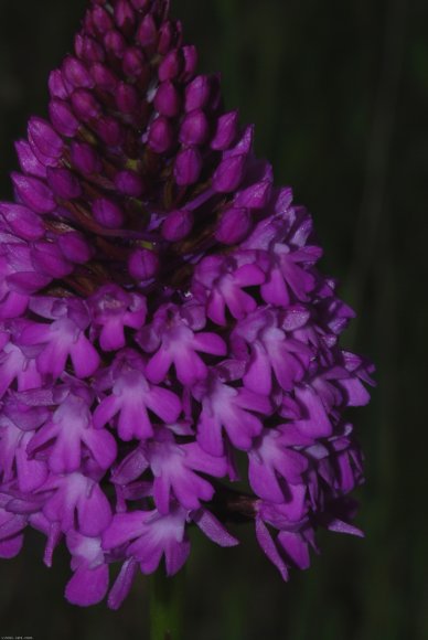 Anacamptis pyramidalis (L.) Rich. Orchidaceae - Orchis pyramidal