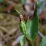 Cephalanthera damasonium (Mill.) Druce Orchidaceae - Cephalanthè