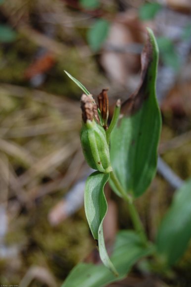 Cephalanthera damasonium (Mill.) Druce Orchidaceae - Cephalanthè