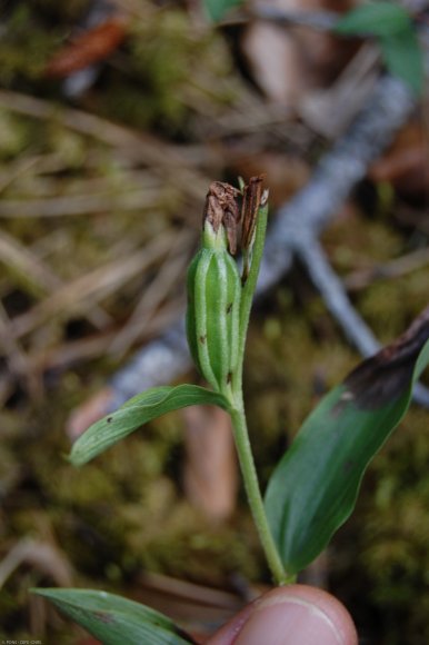 Cephalanthera damasonium (Mill.) Druce Orchidaceae - Cephalanthè