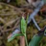 Cephalanthera damasonium