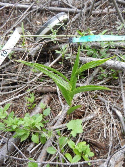 Cephalanthera longifolia