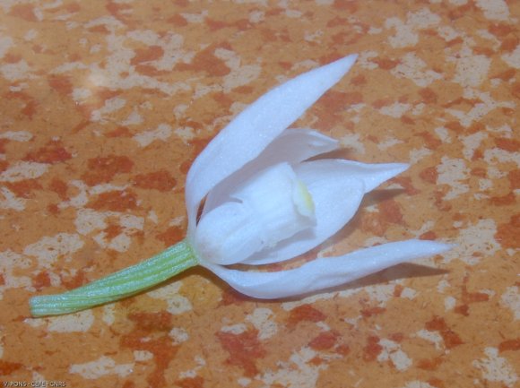 Cephalanthera longifolia (L.) Fritsch Orchidaceae - Cephalanthèr