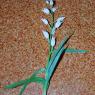 Cephalanthera longifolia (L.) Fritsch Orchidaceae - Cephalanthèr