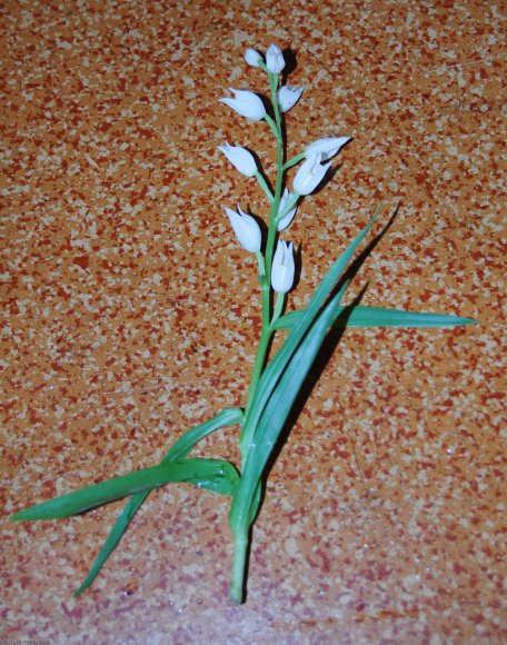 Cephalanthera longifolia (L.) Fritsch Orchidaceae - Cephalanthèr