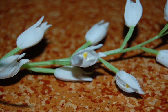 Cephalanthera longifolia (L.) Fritsch Orchidaceae - Cephalanthèr