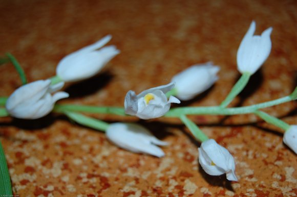 Cephalanthera longifolia (L.) Fritsch Orchidaceae - Cephalanthèr