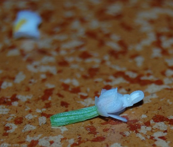 Cephalanthera longifolia (L.) Fritsch Orchidaceae - Cephalanthèr