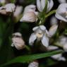 Cephalanthera longifolia (L.) Fritsch Orchidaceae - Cephalanthèr