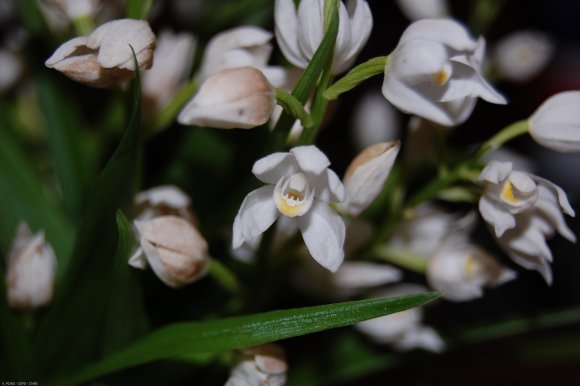 Cephalanthera longifolia (L.) Fritsch Orchidaceae - Cephalanthèr