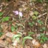 Cephalanthera rubra (L.) Rich. Orchidaceae  - Céphalanthère roug