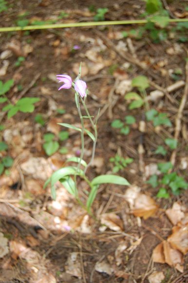 Cephalanthera rubra (L.) Rich. Orchidaceae  - Céphalanthère roug