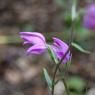 Cephalanthera rubra (L.) Rich. Orchidaceae  - Céphalanthère roug