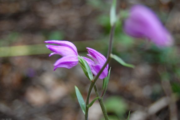 Cephalanthera rubra (L.) Rich. Orchidaceae  - Céphalanthère roug