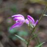 Cephalanthera rubra (L.) Rich. Orchidaceae  - Céphalanthère roug