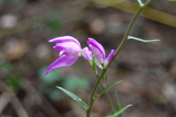 Cephalanthera rubra (L.) Rich. Orchidaceae  - Céphalanthère roug