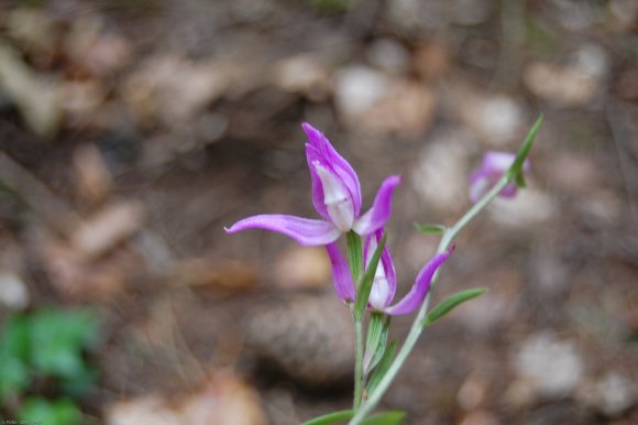 Cephalanthera rubra (L.) Rich. Orchidaceae  - Céphalanthère roug