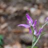 Cephalanthera rubra