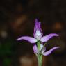 Cephalanthera rubra (L.) Rich. Orchidaceae  - Céphalanthère roug