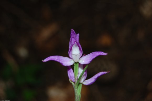 Cephalanthera rubra (L.) Rich. Orchidaceae  - Céphalanthère roug
