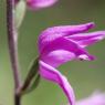 Cephalanthera rubra (L.) Rich. Orchidaceae - Cephalanthère rouge