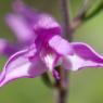 Cephalanthera rubra (L.) Rich. Orchidaceae - Cephalanthère rouge