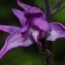 Cephalanthera rubra (L.) Rich. Orchidaceae - Cephalanthère rouge