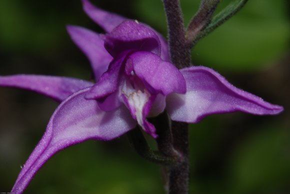 Cephalanthera rubra (L.) Rich. Orchidaceae - Cephalanthère rouge