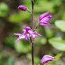 Cephalanthera rubra (L.) Rich. Orchidaceae - Cephalanthère rouge