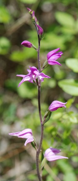 Cephalanthera rubra (L.) Rich. Orchidaceae - Cephalanthère rouge