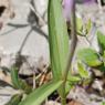 Cephalanthera rubra (L.) Rich. Orchidaceae - Cephalanthère rouge