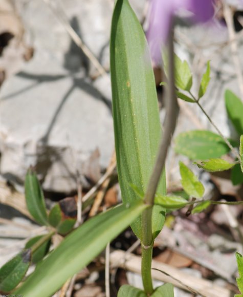 Cephalanthera rubra (L.) Rich. Orchidaceae - Cephalanthère rouge