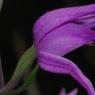 Cephalanthera rubra (L.) Rich. Orchidaceae - Cephalanthère rouge