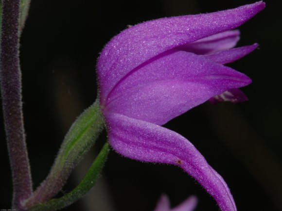 Cephalanthera rubra (L.) Rich. Orchidaceae - Cephalanthère rouge