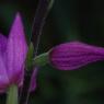 Cephalanthera rubra (L.) Rich. Orchidaceae - Cephalanthère rouge