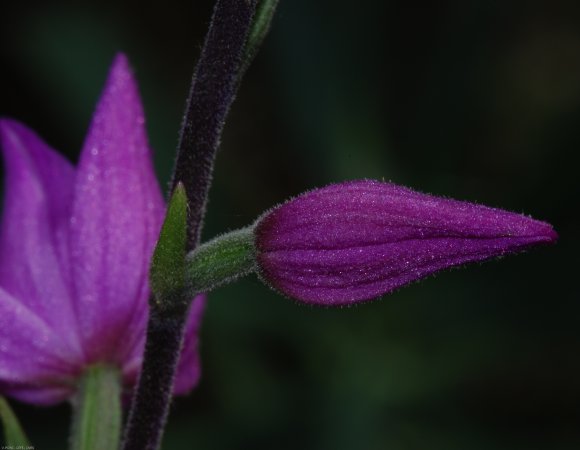 Cephalanthera rubra (L.) Rich. Orchidaceae - Cephalanthère rouge