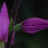 Cephalanthera rubra (L.) Rich. Orchidaceae - Cephalanthère rouge