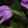 Cephalanthera rubra (L.) Rich. Orchidaceae - Cephalanthère rouge