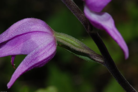 Cephalanthera rubra (L.) Rich. Orchidaceae - Cephalanthère rouge