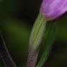 Cephalanthera rubra (L.) Rich. Orchidaceae - Cephalanthère rouge