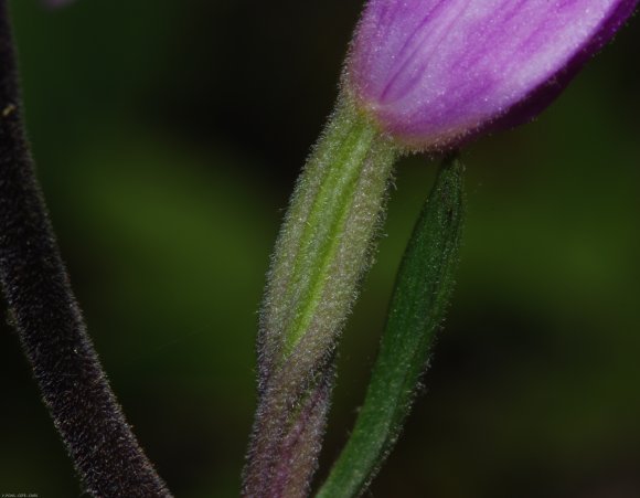 Cephalanthera rubra (L.) Rich. Orchidaceae - Cephalanthère rouge