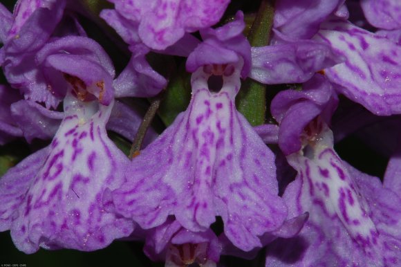 Dactylorhiza maculata (L.) Soó Orchidaceae - Orchis tacheté