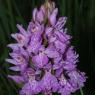 Dactylorhiza maculata (L.) Soó Orchidaceae - Orchis tacheté