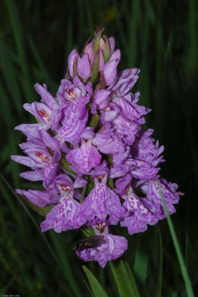 Dactylorhiza maculata (L.) Soó Orchidaceae - Orchis tacheté